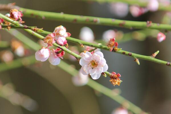 梅花秋天怎么養，保證光照、養分充足