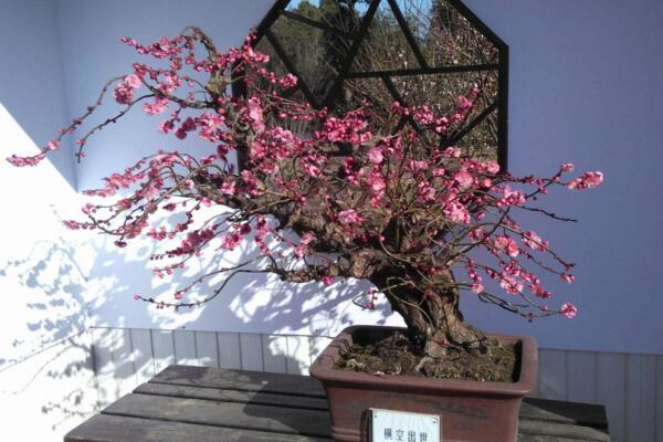 家庭盆栽梅花的種植方法，種后養護非常關鍵