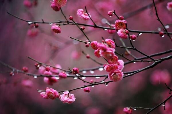 家里養梅花好不好，放在家中要注意光照以及通風