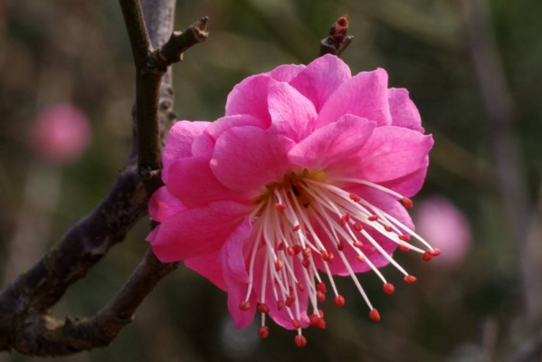 梅花如何過(guò)冬