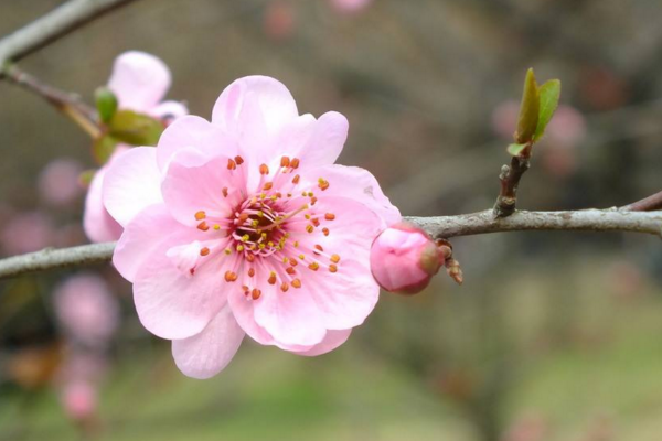 梅花如何過(guò)冬