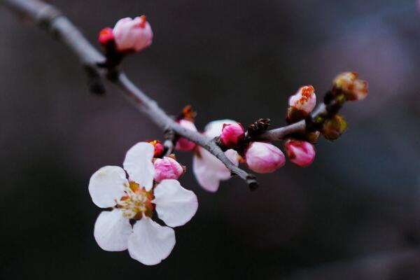 梅花不開花怎么辦，分析原因并及時處理