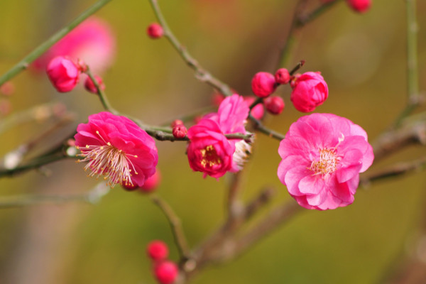 紅梅的養(yǎng)殖方法和注意事項(xiàng)，喜微堿性土勤澆水