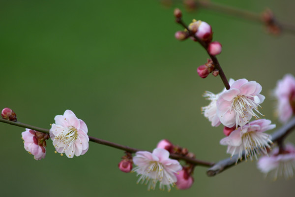 梅花和桃花的區(qū)別，花期/花色/花瓣/葉子不同