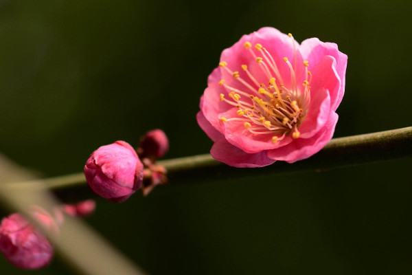 梅花和桃花的區(qū)別，花期/花色/花瓣/葉子不同