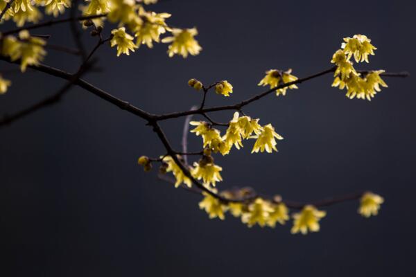 梅花的越冬管理，做好保暖措施并加強(qiáng)光照