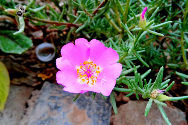 太陽花不開花怎么辦，補充光照/控水控濕等