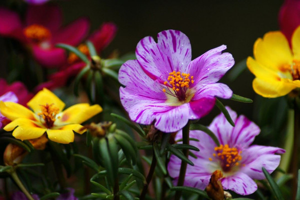 太陽花不開花怎么辦，補充光照/控水控濕等