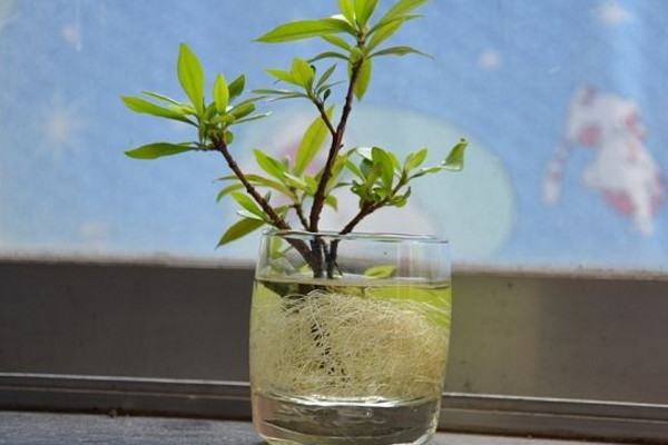 水梔子花怎么養