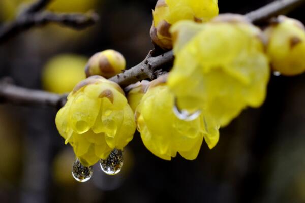 臘梅花枝怎么養