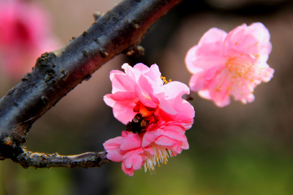 梅花放在哪里比較好