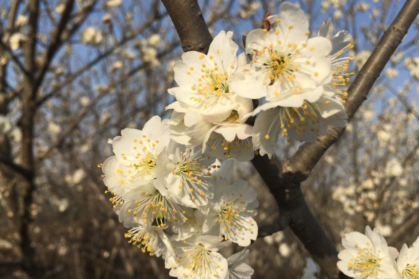 櫻花和櫻桃花一樣嗎