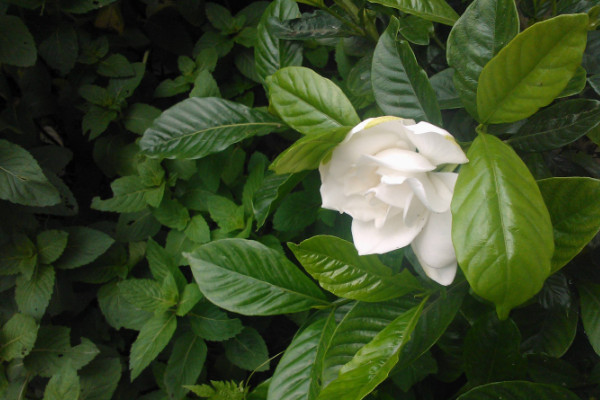 梔子花不開花掉花苞