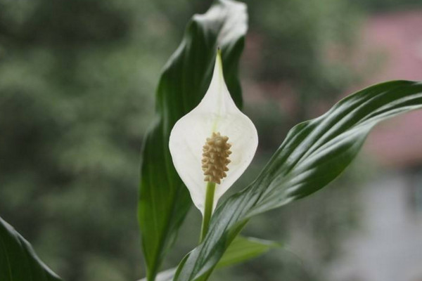 白鶴芋怎么養