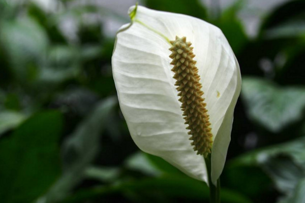 白鶴芋怎么養