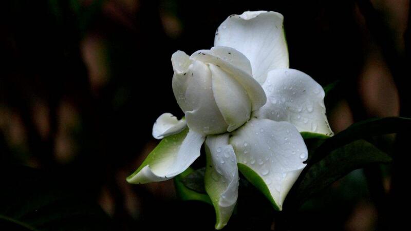 梔子花的養殖方法