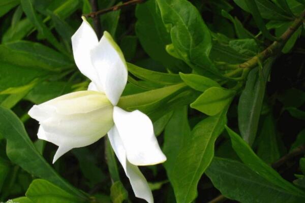 梔子花花蕾發黃脫落