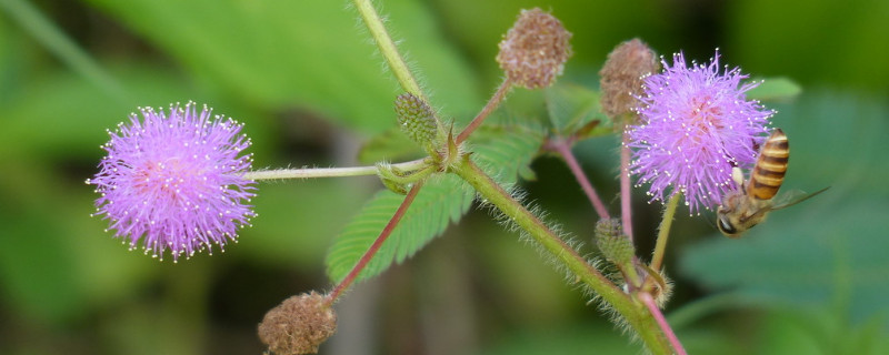 含羞草的種植與養護