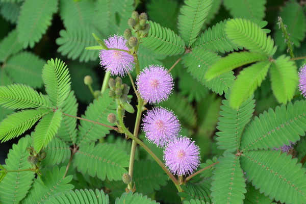 含羞草的種植與養護