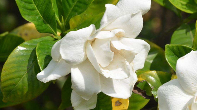 梔子花夏季怎么澆水