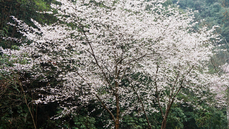 櫻花樹栽培技術與管理