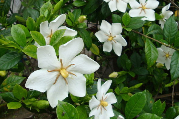 梔子花夏季怎么養