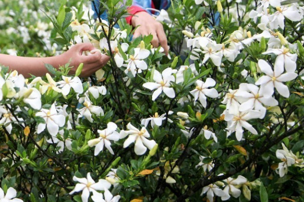 梔子花有毒嗎能在家里養(yǎng)嗎