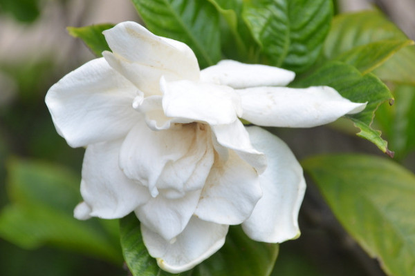 梔子花和茉莉的區別