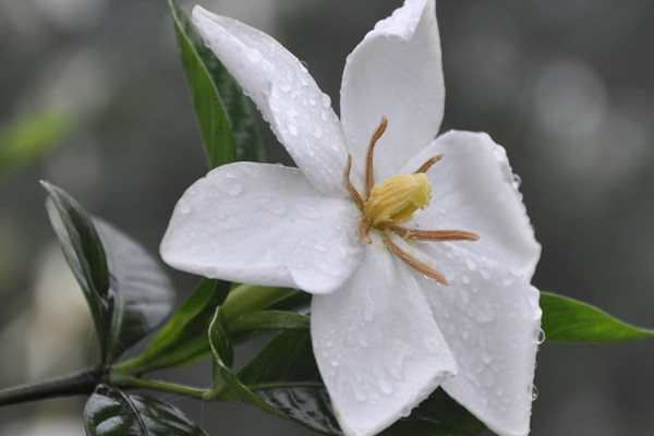 梔子花有幾種品種