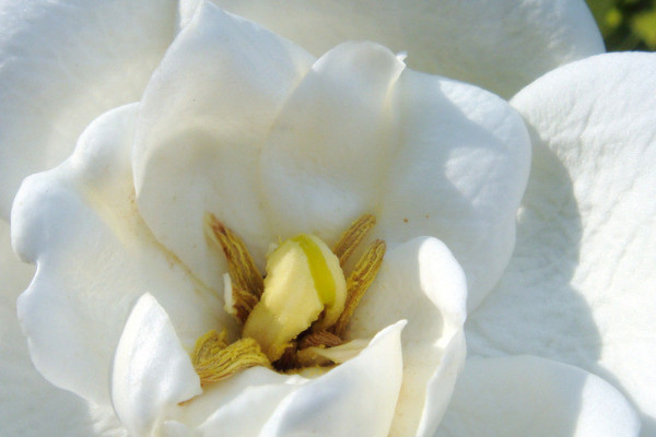 枙子花怎樣水培生根