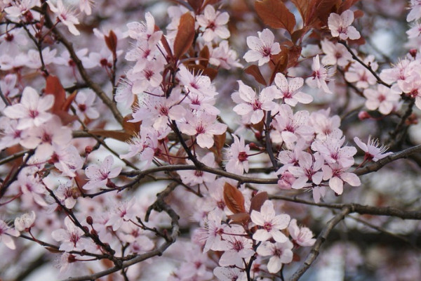 櫻花樹難養嗎