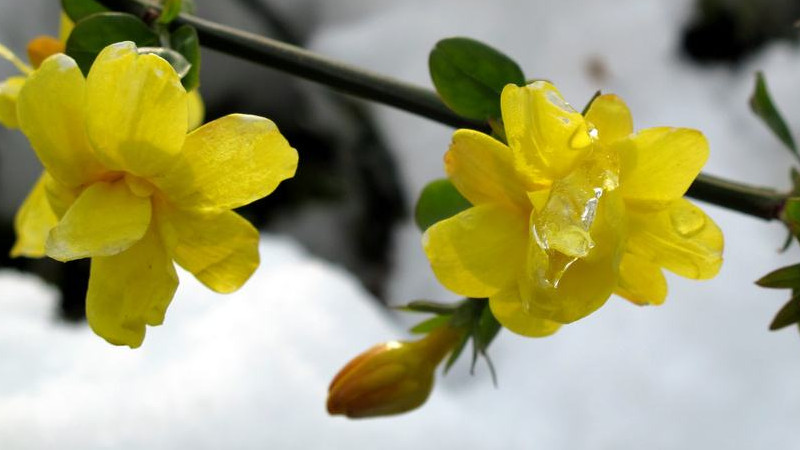 迎春花四季常綠嗎