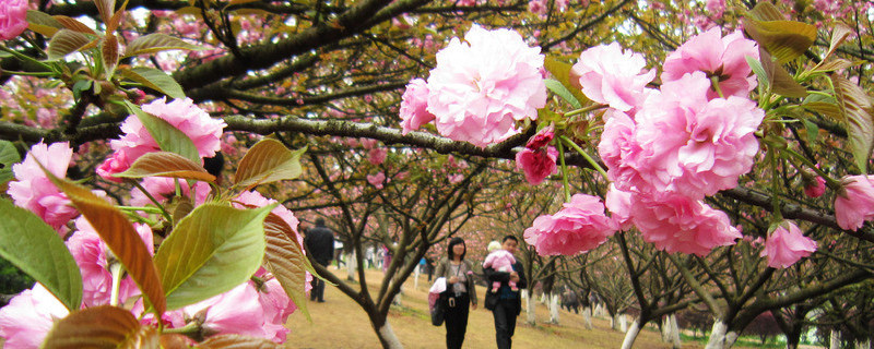 櫻花冬天怎么養護