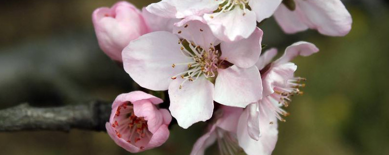 櫻花和桃花的區(qū)別