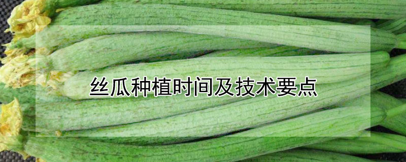 絲瓜種植時間及技術(shù)要點