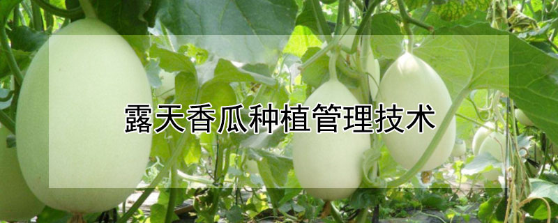 露天香瓜種植管理技術(shù)