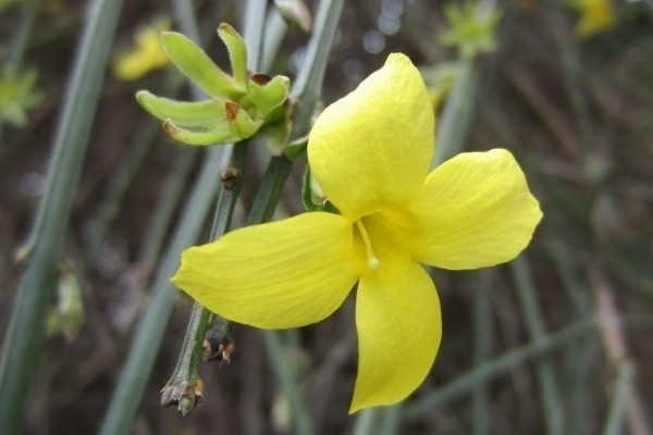 迎春花能嫁接嗎