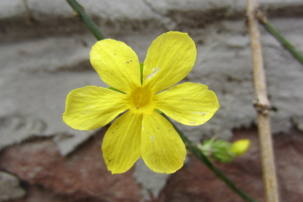 迎春花盆栽夏天怕曬嗎