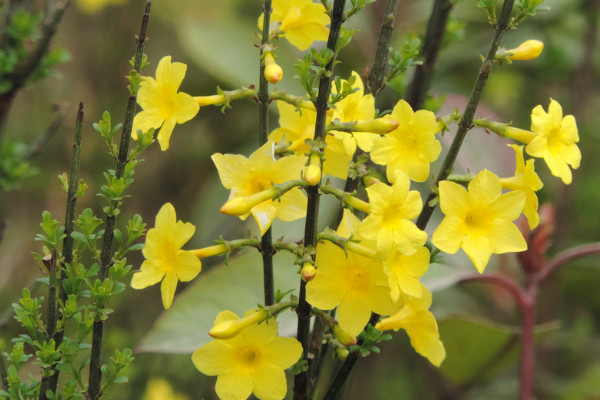 迎春花干葉怎么回事