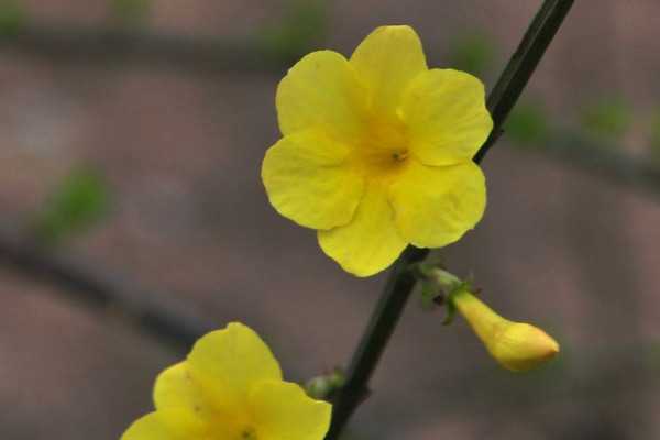 迎春花又稱什么花