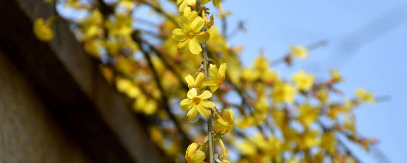 迎春花小苗什么時候移栽好