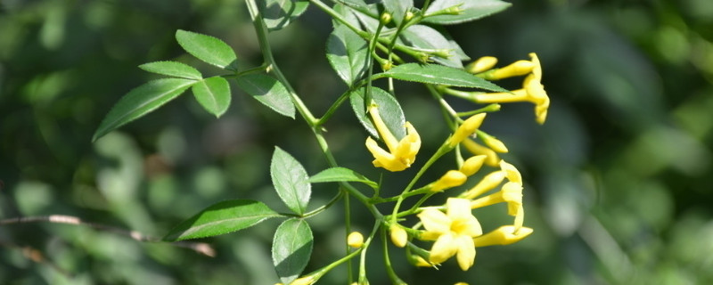 迎春花移栽后幾天能生根發芽