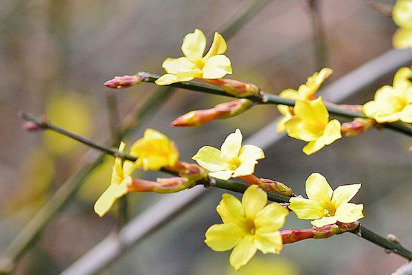 迎春花幾月形成花苞