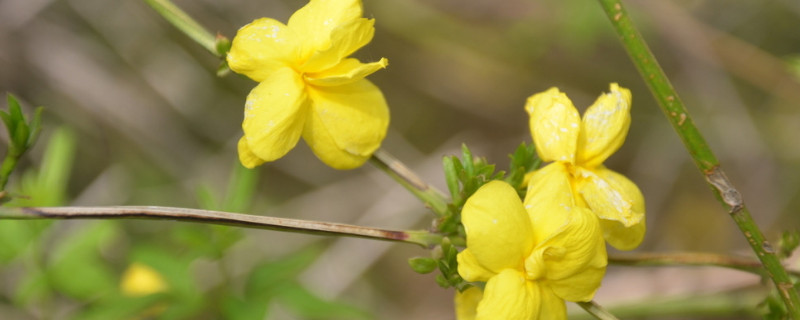 迎春花為什么枝條細