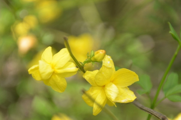 迎春花冬天能剪枝嗎