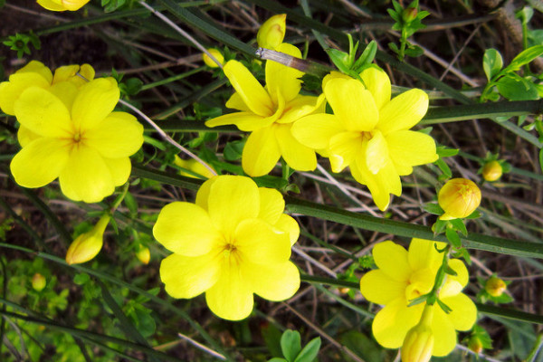 迎春花開花前如何修剪