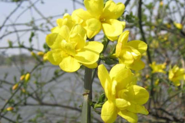 迎春花冬天怎么澆水