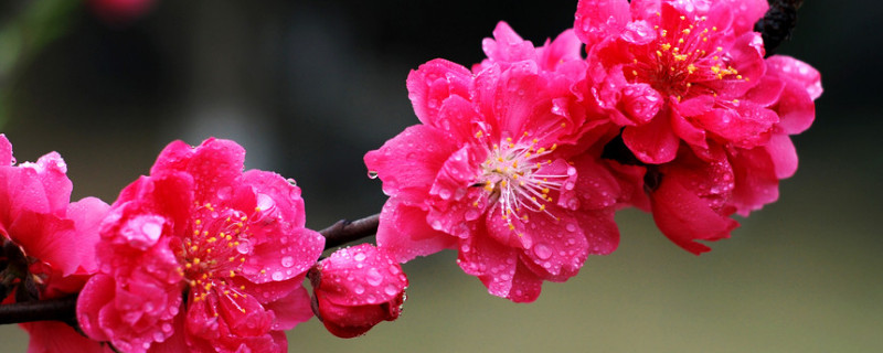 臘梅花香味有毒嗎