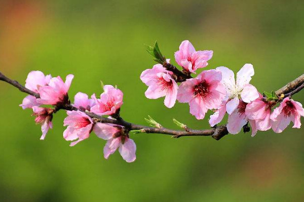 迎春花和桃花哪個先開