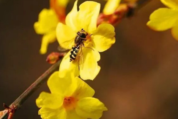 迎春花和桃花哪個先開